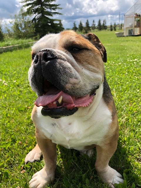 Free Bulldog Dog photo and picture