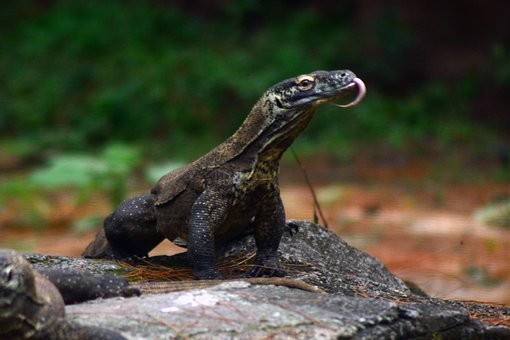 Free Komodo Reptile photo and picture