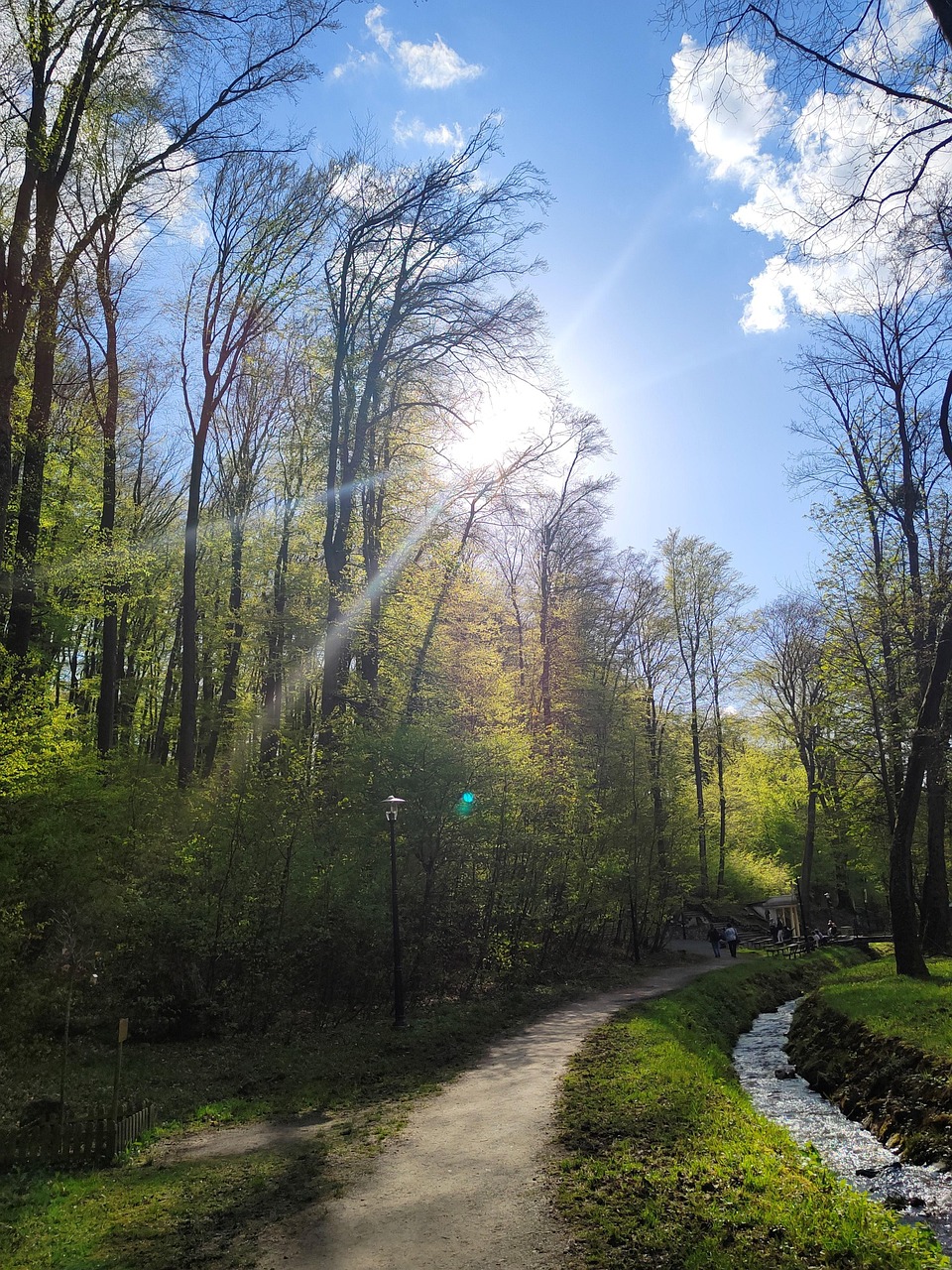 Natur, Land, Sol, Skov, Vej, Sti, Træ