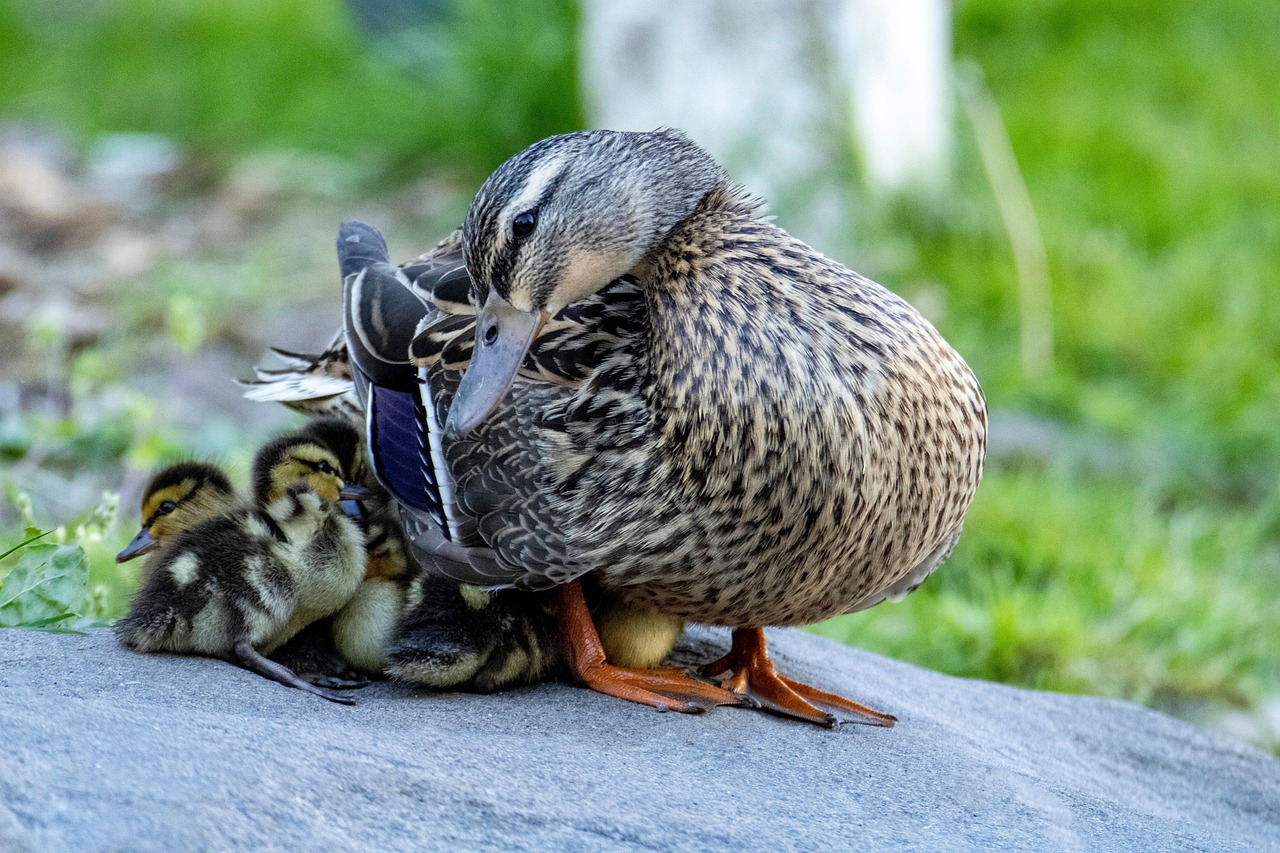 Mother Duck And Ducklings Photography