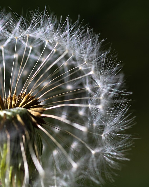 Blomst, Mælkebøtte, Frø, Makro, Forår
