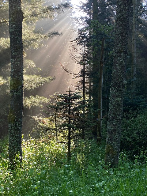 Floresta, Natureza, Arvores