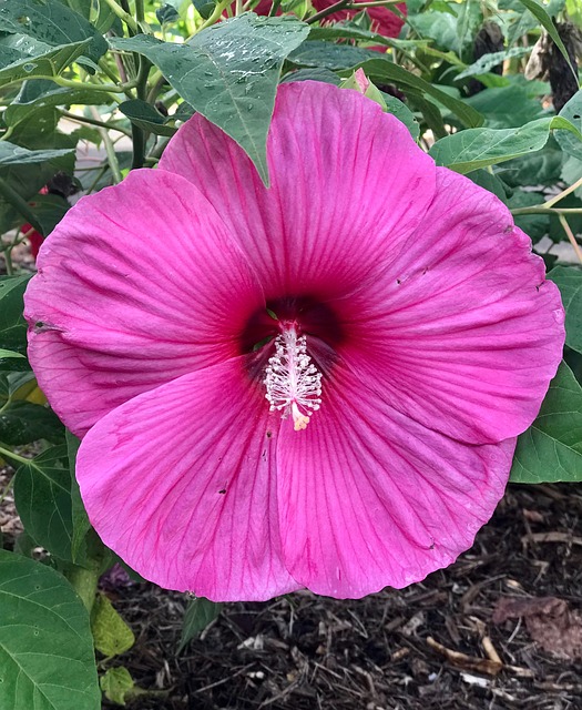 Free Nature Blossom photo and picture