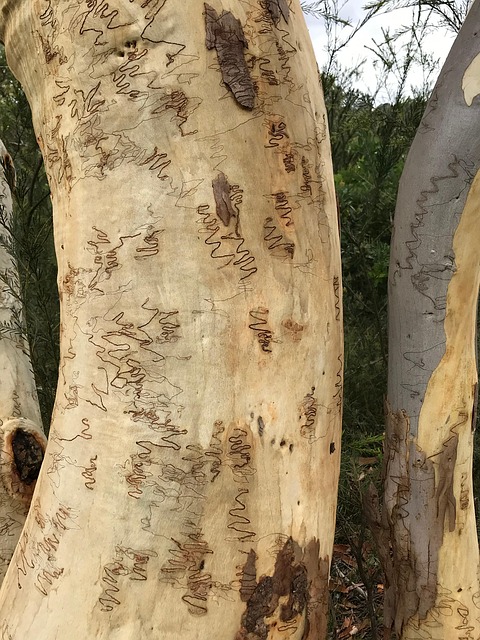 Free Scribbly Gum Nature photo and picture