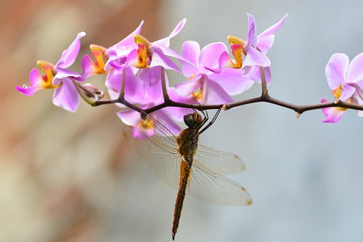 Free Dragonfly Orchids photo and picture
