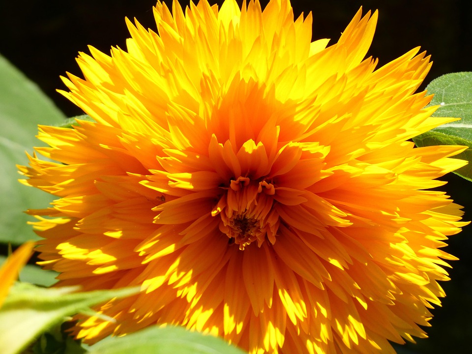 Beautiful Bloom Blooming - Free photo on Pixabay
