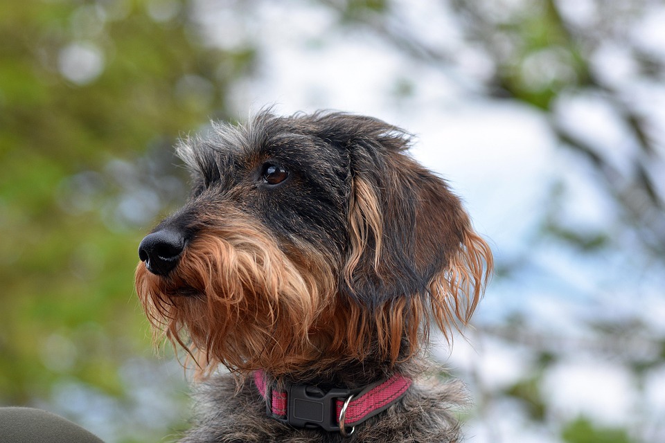 Dog Wirehaired Dachshund Animal - Free photo on Pixabay