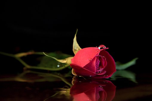 Free Flower Rose photo and picture