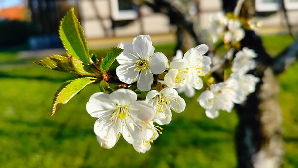 Feder, Kirschblüte, Prunus Domestica