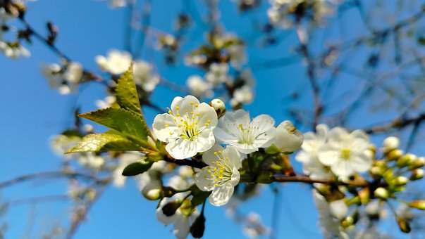 Frühlingshintergrund, Kirschblüte, Feder