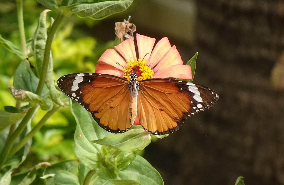 Plain Tiger Butterfly Insect - Free photo on Pixabay - Pixabay