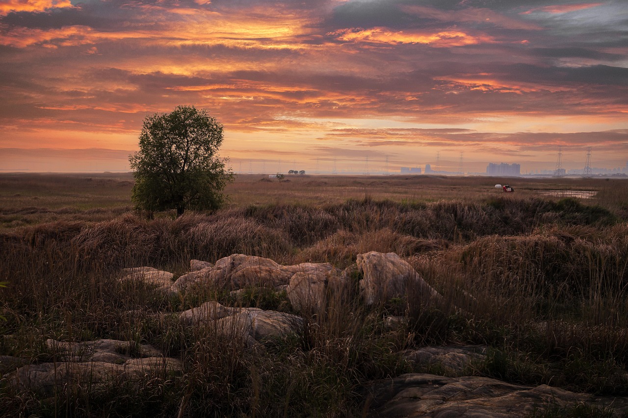 Landscape Field Reeds Sunset Reed Field - Free photo on Pixabay - Pixabay