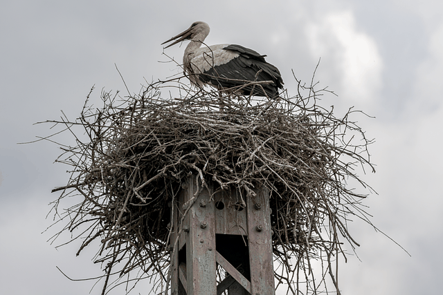 Free Bird Stork photo and picture