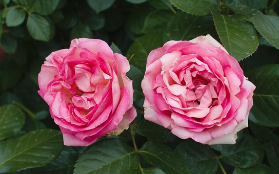 Rose, Blume, Rosa, Frankreich, Avignon