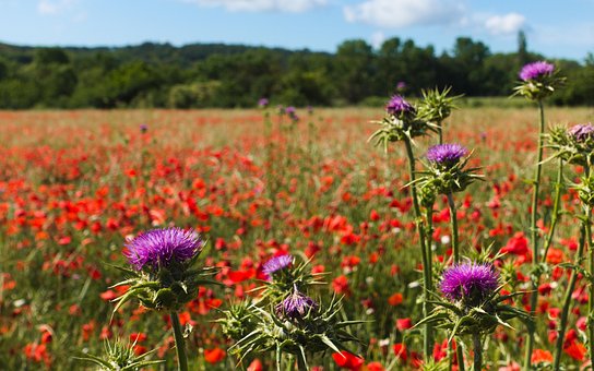Distel, Blume, Mohn, Natur, Feld