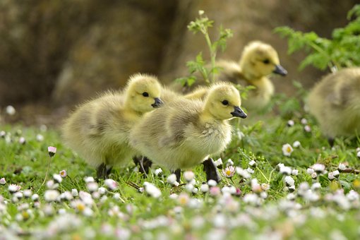 Free Ducklings Ducks photo and picture