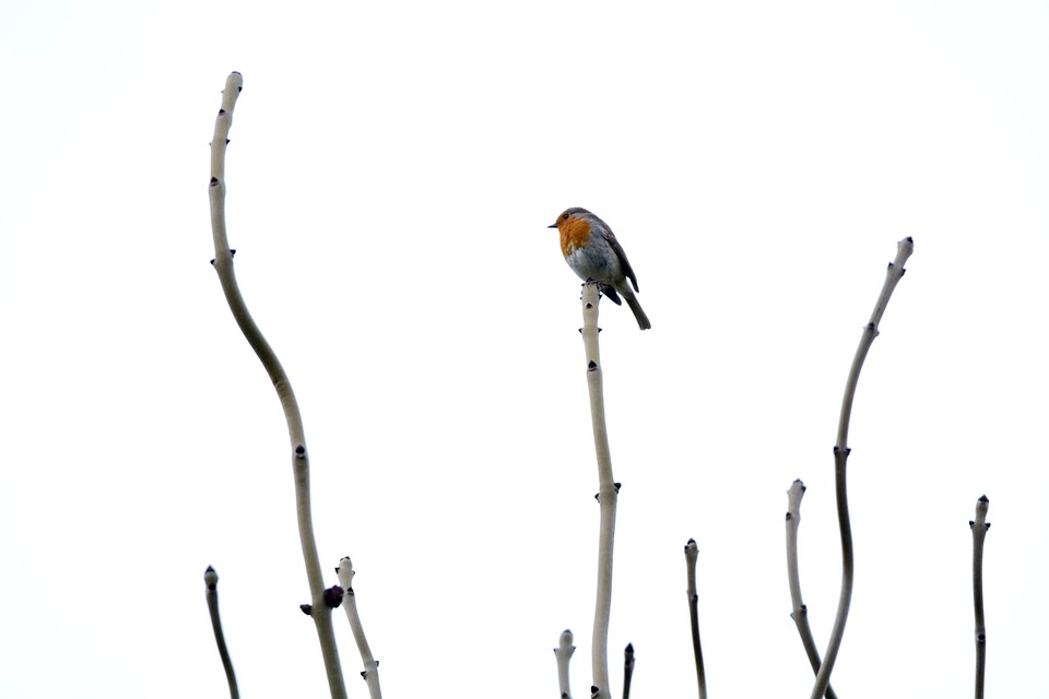 Bird Robin Ornithology Free photo on Pixabay