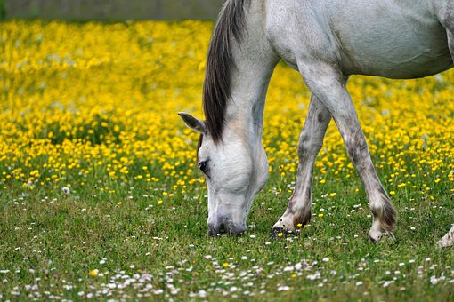 Free Horse Grazes photo and picture