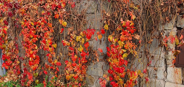 Free Autumn Leaves photo and picture