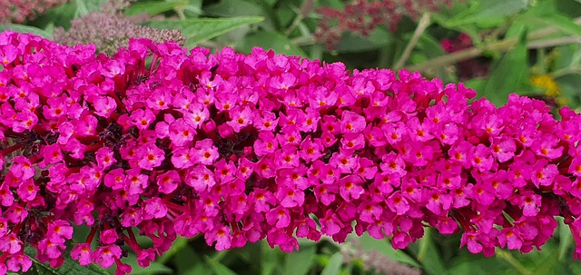 Blomster, Haver, Natur