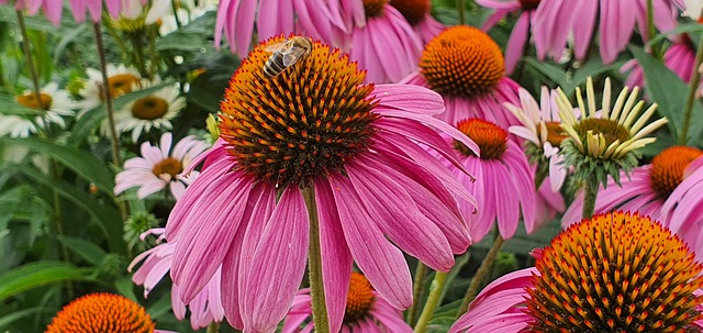 Free Flowers Bee photo and picture