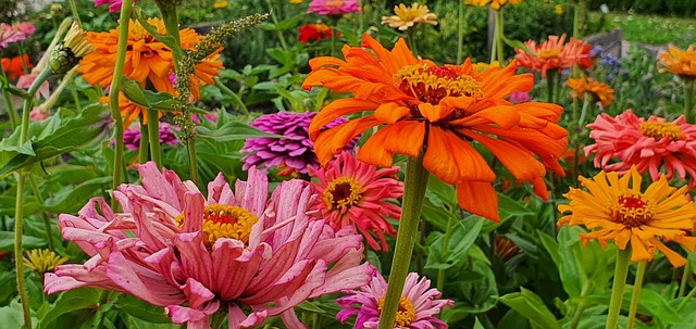 Free Nature Flowers photo and picture