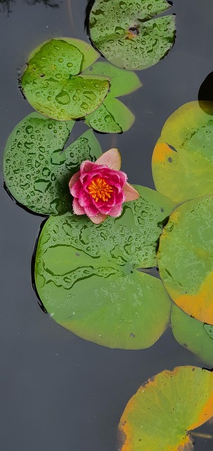Free Waterlily Nature photo and picture