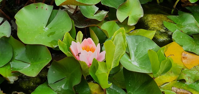 Free Waterlily Pond photo and picture