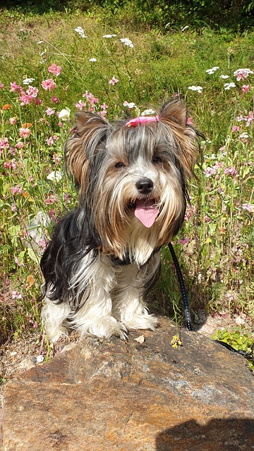 Free Dog Pet photo and picture
