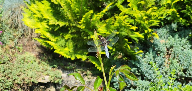 Free Insect Dragonfly photo and picture