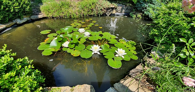 Free Pond Flowers photo and picture