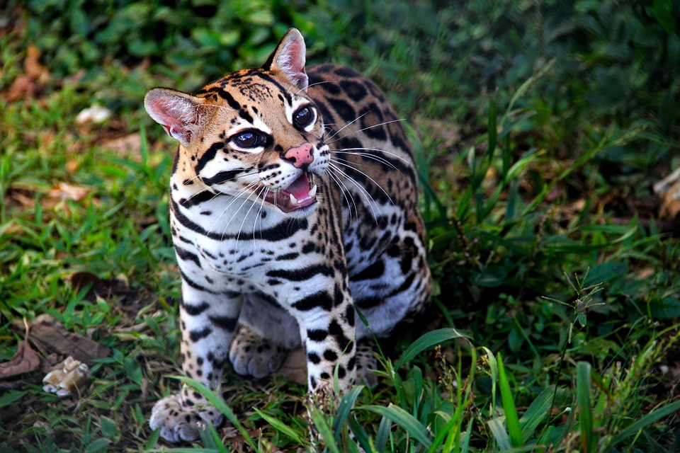 Tigrillo Felino Foto Gratuita No Pixabay Pixabay