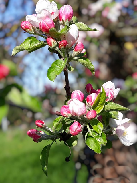 Free Apple Blossom Apple photo and picture