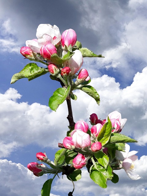 Free Apple Blossom Apple Tree photo and picture