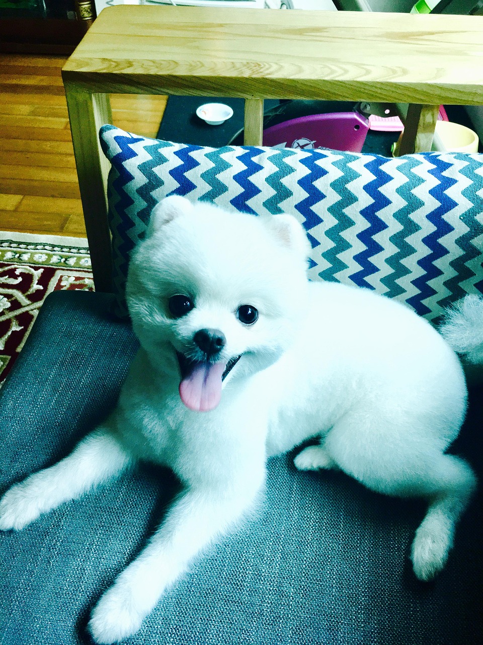 Dog With Haircut Puppy On The Sofa Free photo on Pixabay Pixabay