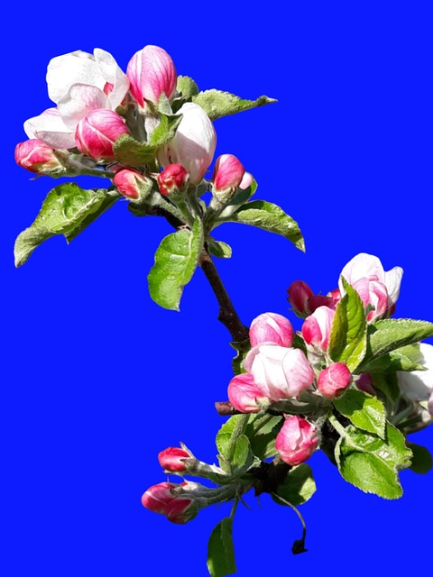 Free Apple Blossom Branch photo and picture