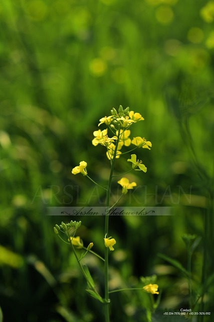 Free Flowers Nature photo and picture
