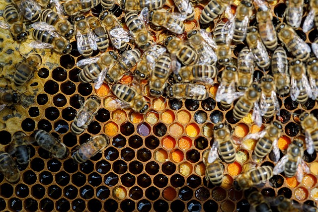 Free Bees Pollen photo and picture