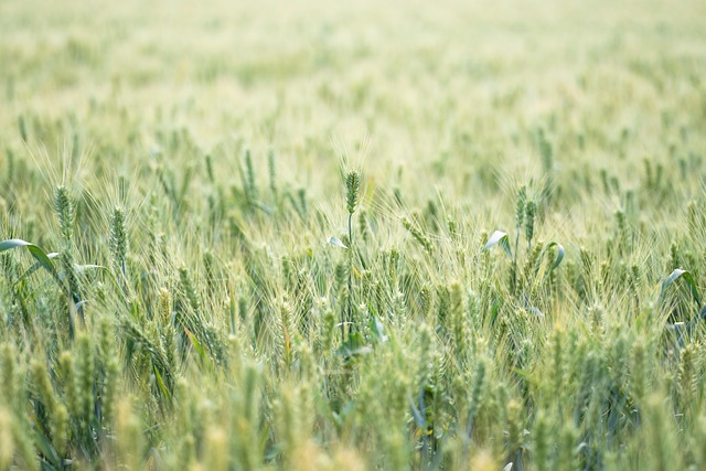 Free Wheat Field Agriculture photo and picture