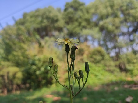 Free Wild Chrysanthemum Natural photo and picture
