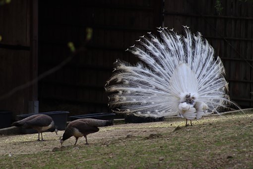 Free Two Peacocks White photo and picture