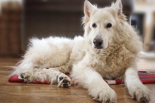 Hund, Alsatisk, Fårehyrde, Tysk, Hvid