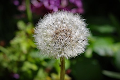 Fe Ur, Fe, Ur, Tid, Blomst, Natur, Hvid