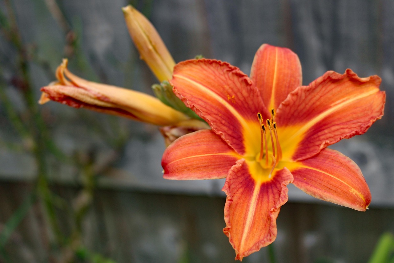 Blume Orange Blte Langer Stiel