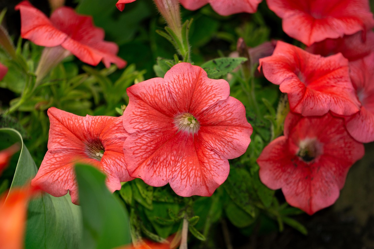 Petal Flowers Bloom Free photo on Pixabay Pixabay