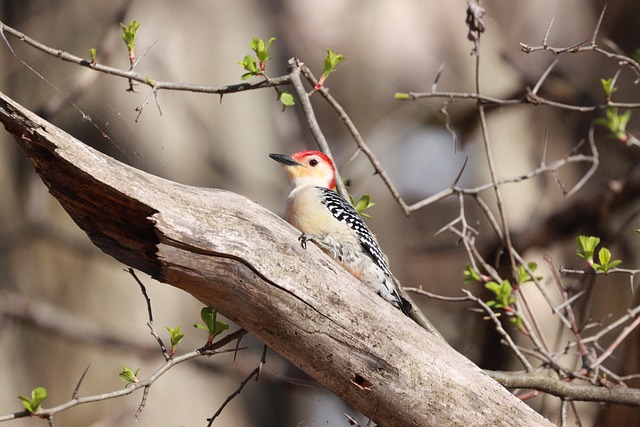 Free Nature Fauna photo and picture