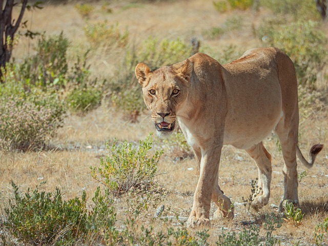 Löwe, Afrika, Namibia, Etosha