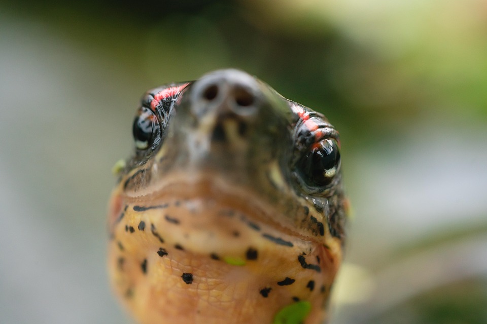 Turtle Face Head Free photo on Pixabay
