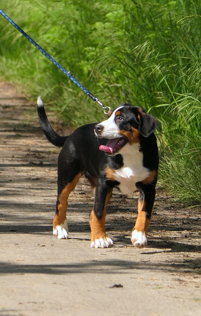 Perro, Animal Domestico, Linda