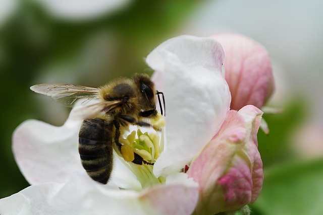 Abeja, Naturaleza, Vicio, Primavera